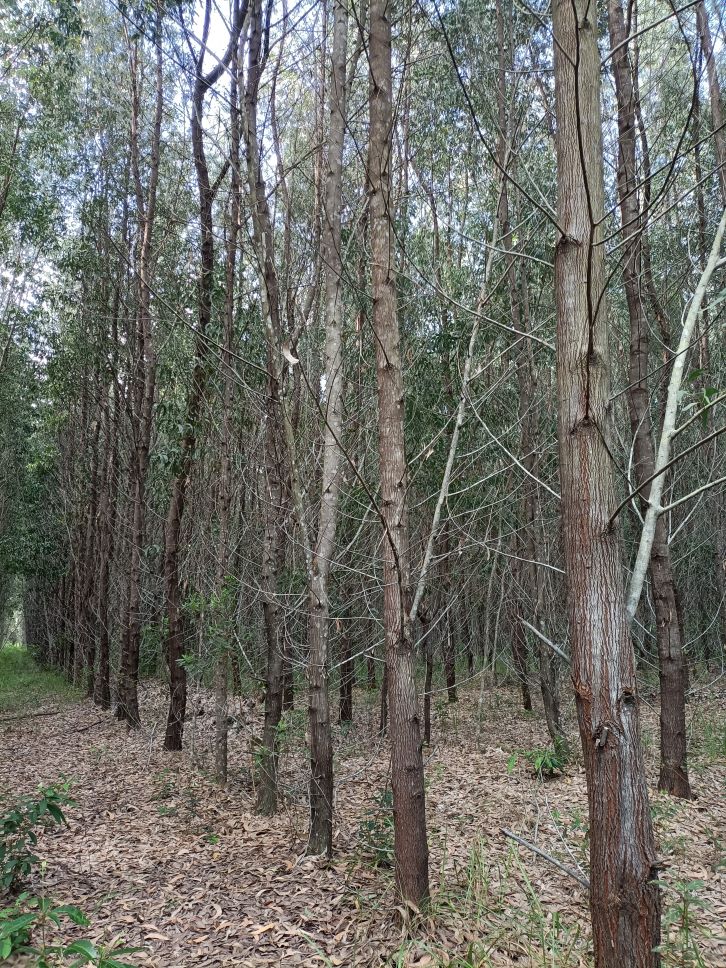 Acacia Crassicarpa