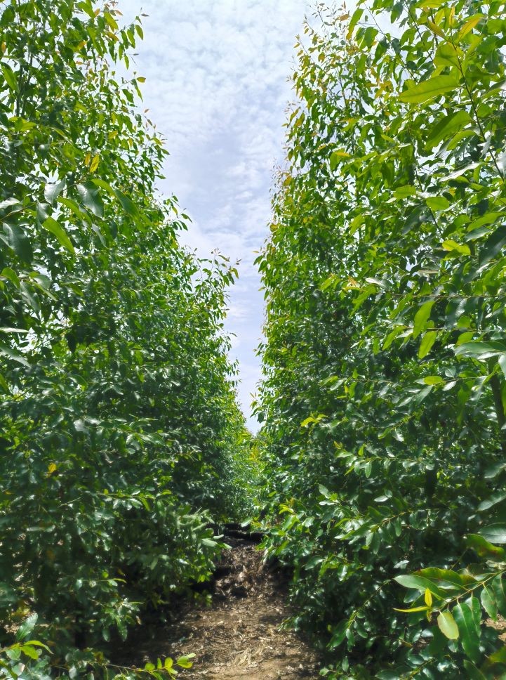 Eucalyptus