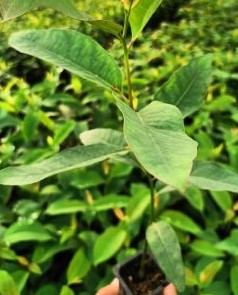 BST Eucalyptus